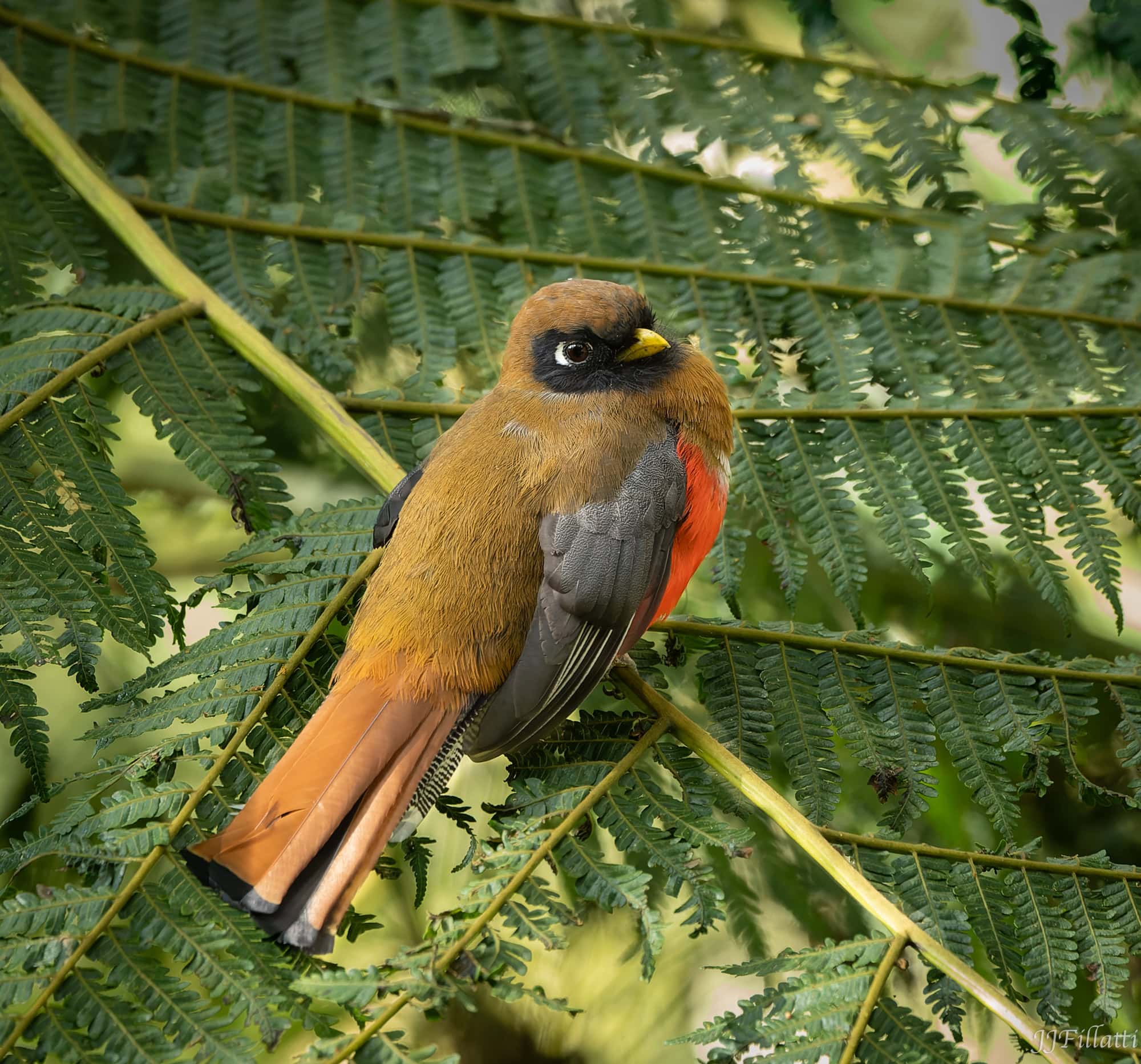 bird of colombia image 20